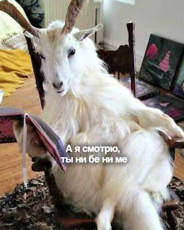 Обложка ролика YouTube Shorts: коза в кресле с книгой и подписью «А я смотрю, ты ни бе ни ме»